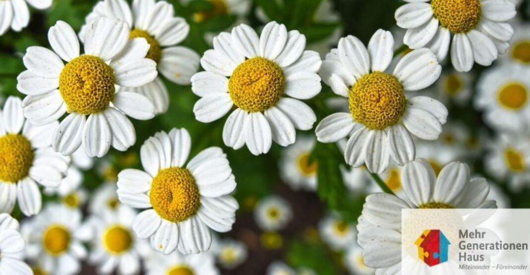 Blumengestecke selber gestalten im Mehrgenerationenhaus Eltville am 9. Juli Blumengestecke selber gestalten im Mehrgenerationenhaus Eltville am 9. Juli
