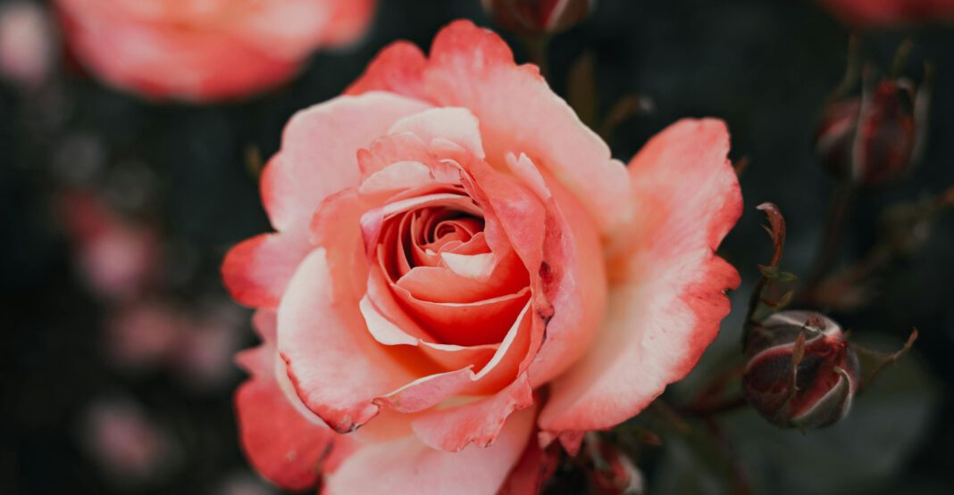Eltville führt Jahrespatenschaft für Rosen ein: 2026 steht Stadtrose blütenRhein im Fokus Eltville führt Jahrespatenschaft für Rosen ein: 2026 steht Stadtrose blütenRhein im Fokus