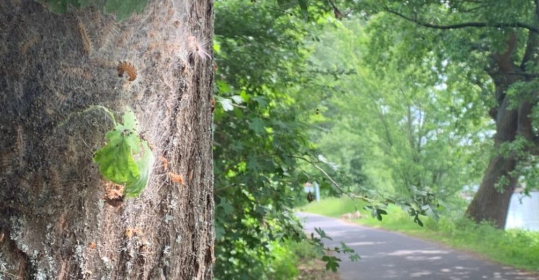 Eltville lässt Gespinste des Eichenprozessionsspinners am Leinpfad entfernen