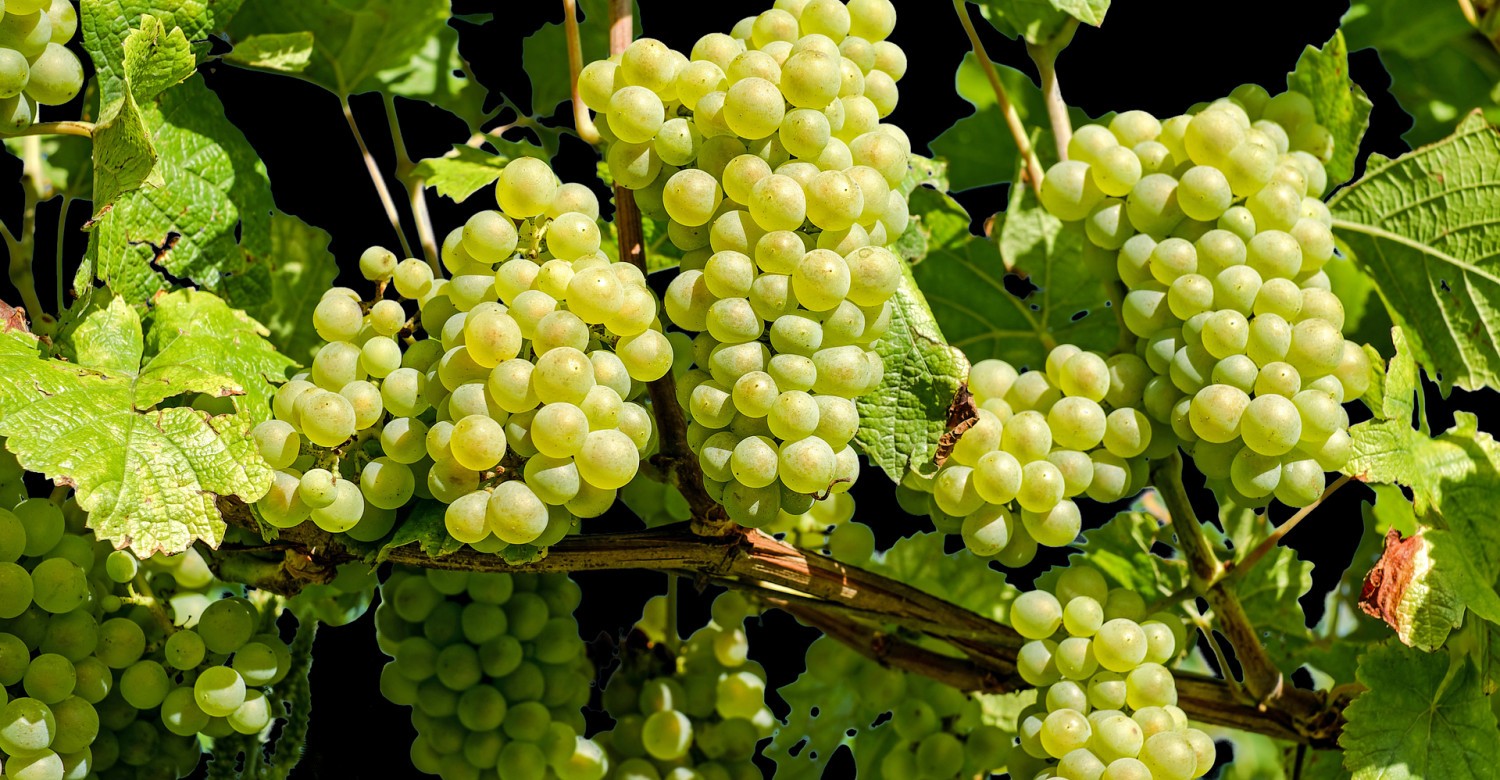 Weinfest Liebfrauenberg 2023 — Rückblick, Highlights und Besucherinfos