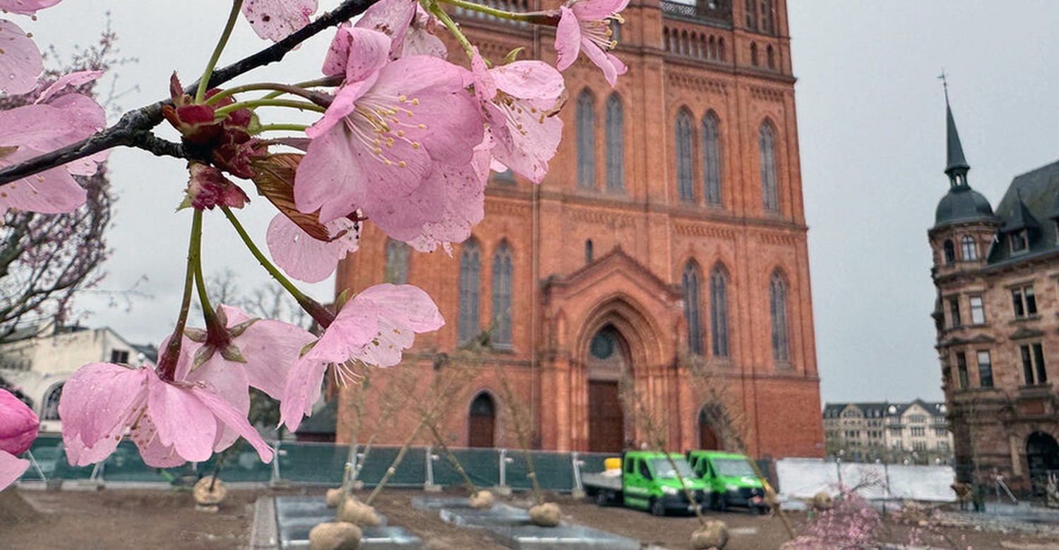 Wiesbaden pflanzt 24 Bäume und installiert unterirdische Bewässerung am Schlossplatz Wiesbaden pflanzt 24 Bäume und installiert unterirdische Bewässerung am Schlossplatz